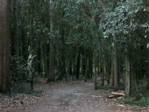 amanecer-en-en-bosque-antes-de-llegar-a-santiago. Maria Aurelias Ginés - copia